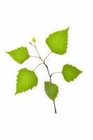 Bouleau - rameau feuillé (Betula pendula)